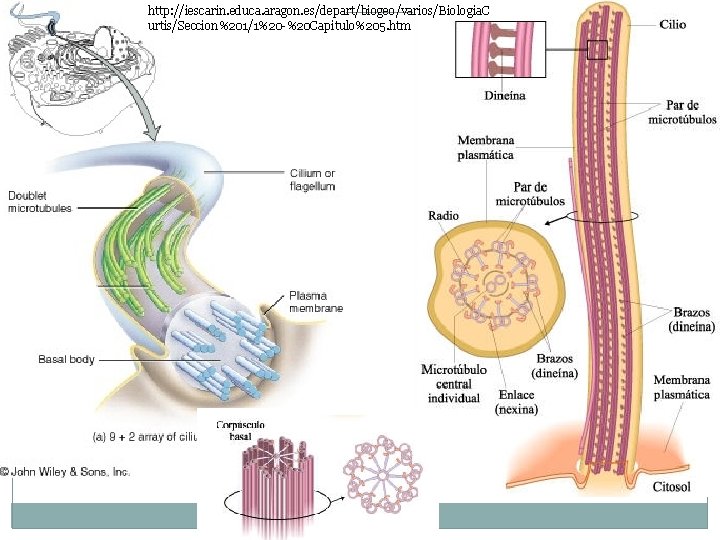 http: //iescarin. educa. aragon. es/depart/biogeo/varios/Biologia. C urtis/Seccion%201/1%20 -%20 Capitulo%205. htm 61 