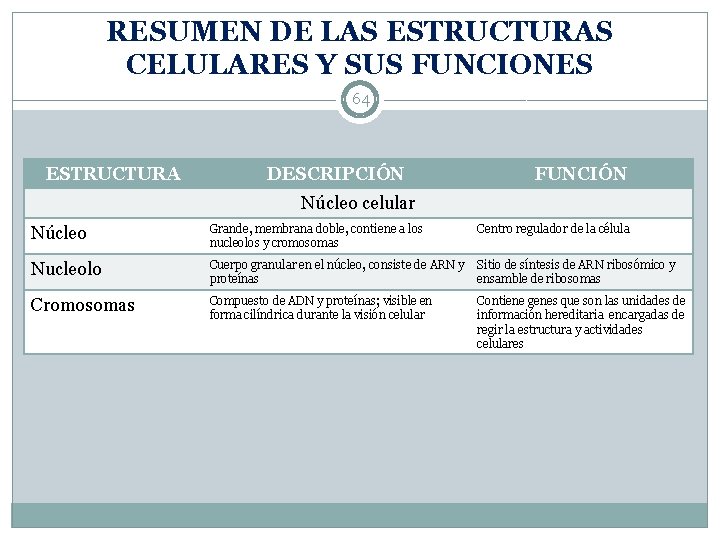 RESUMEN DE LAS ESTRUCTURAS CELULARES Y SUS FUNCIONES 64 ESTRUCTURA DESCRIPCIÓN FUNCIÓN Núcleo celular