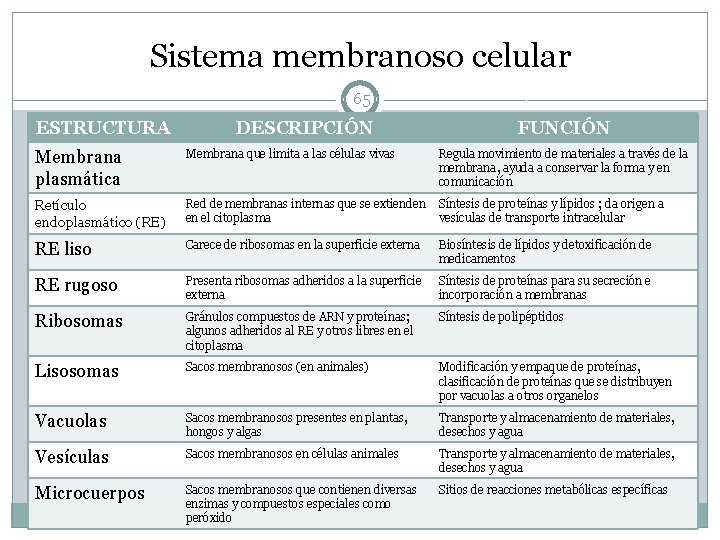 Sistema membranoso celular 65 ESTRUCTURA DESCRIPCIÓN FUNCIÓN Membrana plasmática Membrana que limita a las