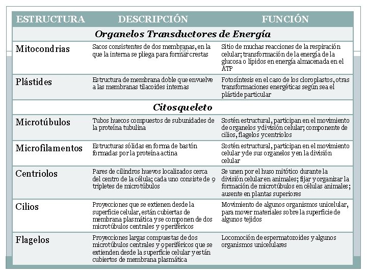 ESTRUCTURA DESCRIPCIÓN FUNCIÓN Organelos Transductores de Energía Mitocondrias Sacos consistentes de dos membranas, en