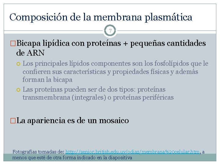 Composición de la membrana plasmática 7 �Bicapa lipídica con proteínas + pequeñas cantidades de
