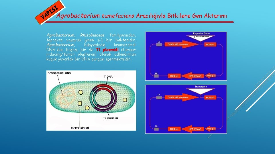 SI I P YA Agrobacterium tumefaciens Aracılığıyla Bitkilere Gen Aktarımı Agrobacterium, Rhizobiaceae familyasından, toprakta