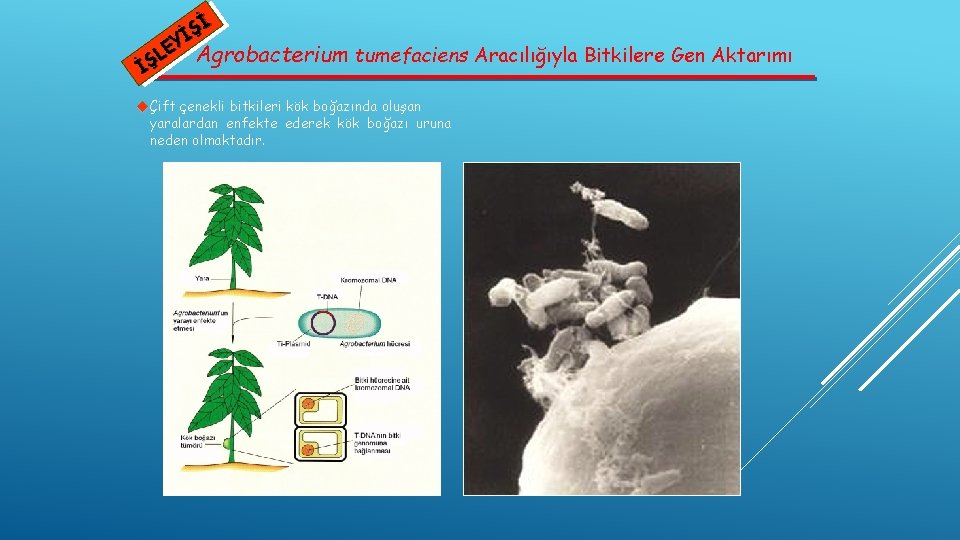 Şİ İ EY Agrobacterium tumefaciens Aracılığıyla Bitkilere Gen Aktarımı L İŞ Çift çenekli bitkileri