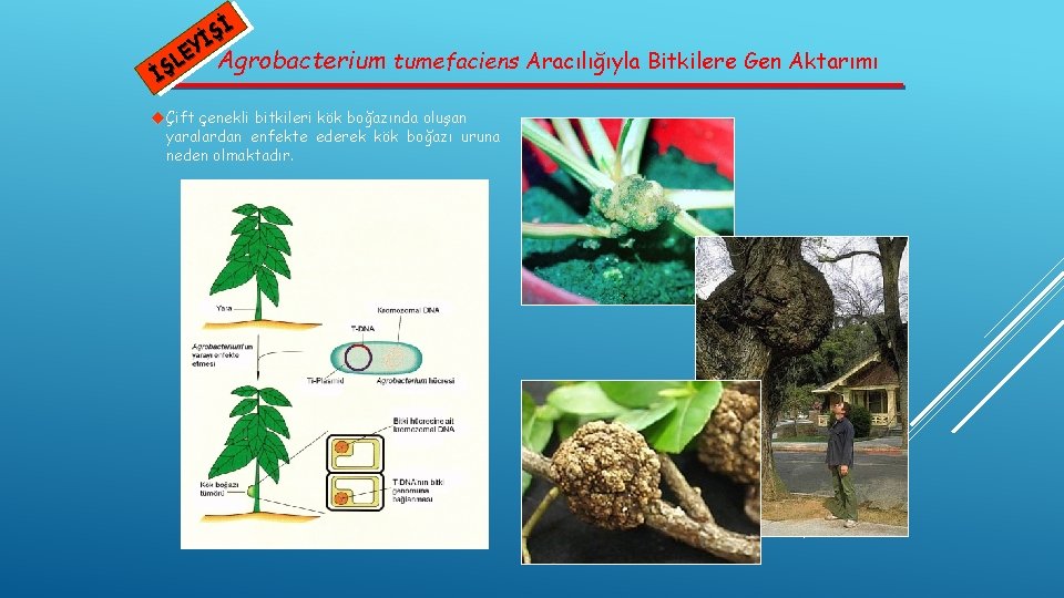 Şİ İ EY Agrobacterium tumefaciens Aracılığıyla Bitkilere Gen Aktarımı L İŞ Çift çenekli bitkileri