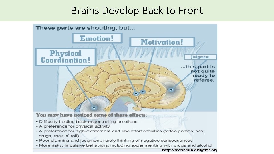 Brains Develop Back to Front 