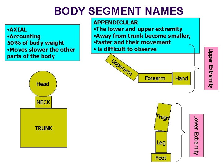 BODY SEGMENT NAMES Up pe Head ra Upper Extremity • AXIAL • Accounting 50%