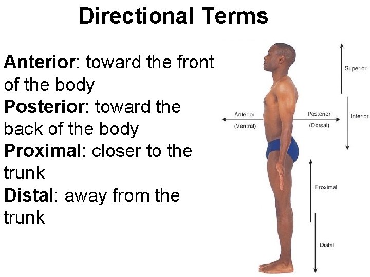 Directional Terms Anterior: toward the front of the body Posterior: toward the back of