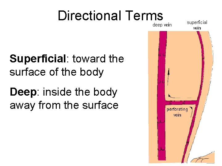 Directional Terms Superficial: toward the surface of the body Deep: inside the body away