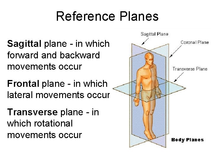 Reference Planes Sagittal plane - in which forward and backward movements occur Frontal plane