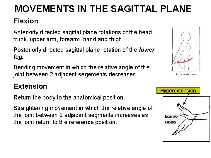 MOVEMENTS IN THE SAGITTAL PLANE Flexion Anteriorly directed sagittal plane rotations of the head,