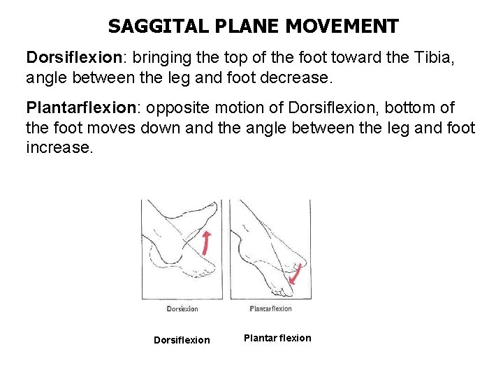 SAGGITAL PLANE MOVEMENT Dorsiflexion: bringing the top of the foot toward the Tibia, angle