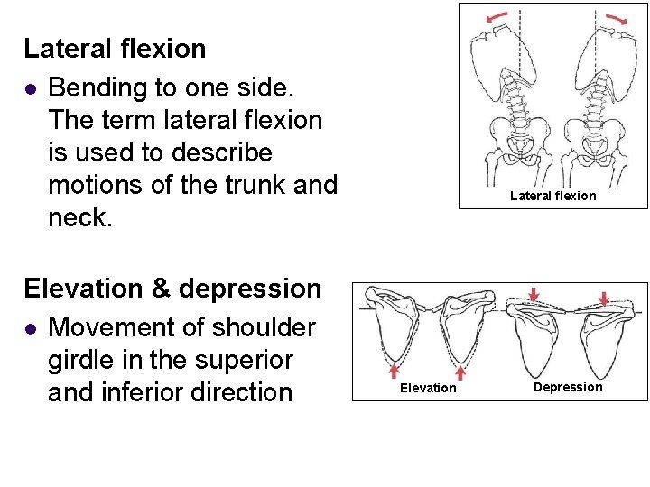 Lateral flexion l Bending to one side. The term lateral flexion is used to