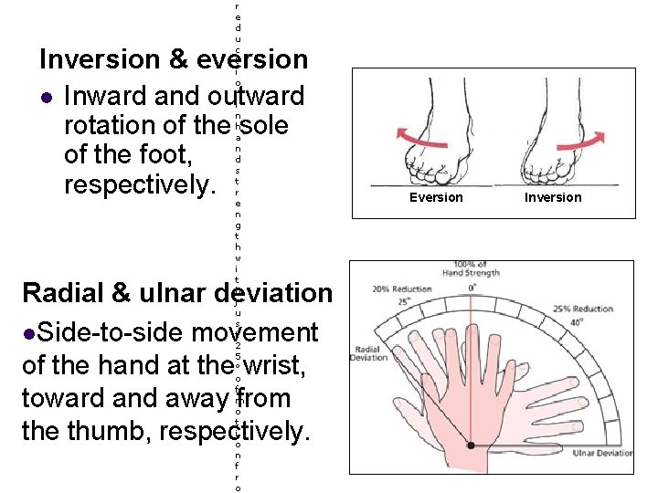  Inversion & eversion l Inward and outward rotation of the sole of the