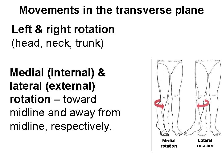 Movements in the transverse plane Left & right rotation (head, neck, trunk) Medial (internal)