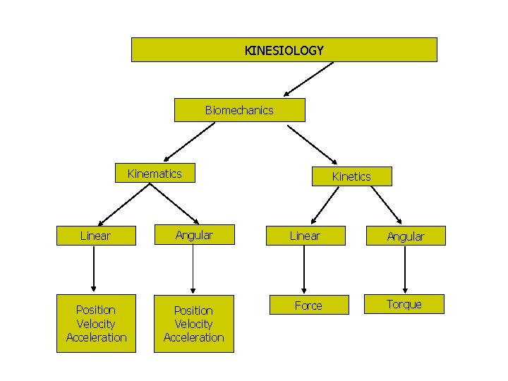 KINESIOLOGY Biomechanics Kinematics Linear Angular Position Velocity Acceleration Kinetics Linear Angular Force Torque 