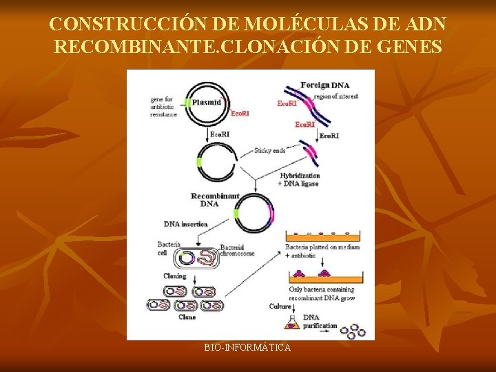 CONSTRUCCIÓN DE MOLÉCULAS DE ADN RECOMBINANTE. CLONACIÓN DE GENES BIO-INFORMÁTICA 