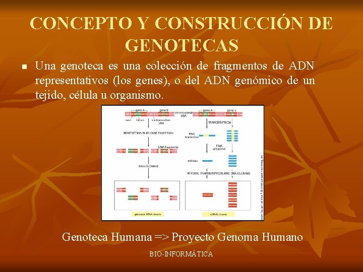 CONCEPTO Y CONSTRUCCIÓN DE GENOTECAS n Una genoteca es una colección de fragmentos de