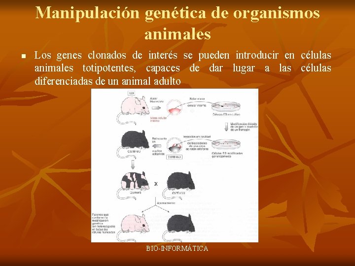Manipulación genética de organismos animales n Los genes clonados de interés se pueden introducir
