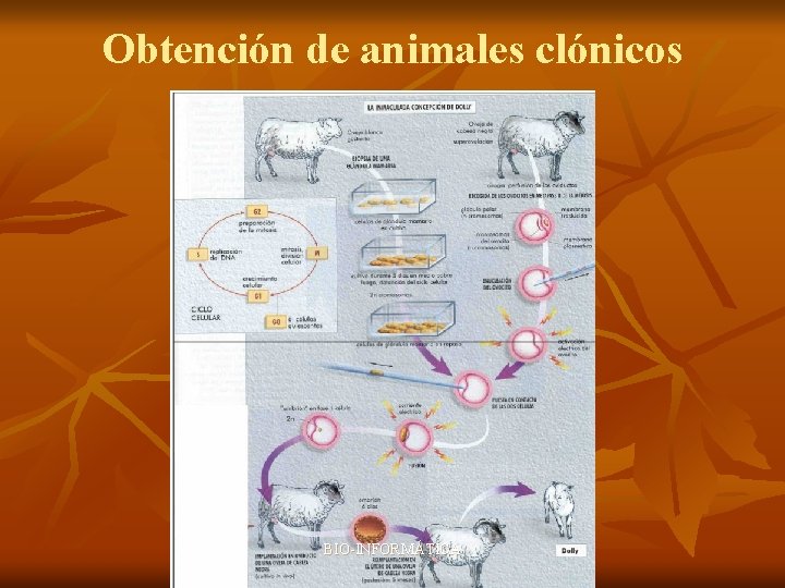 Obtención de animales clónicos BIO-INFORMÁTICA 