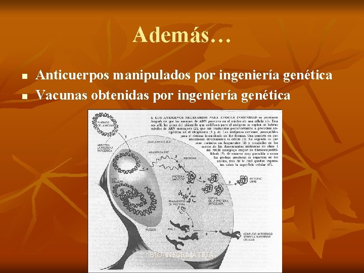 Además… n n Anticuerpos manipulados por ingeniería genética Vacunas obtenidas por ingeniería genética BIO-INFORMÁTICA