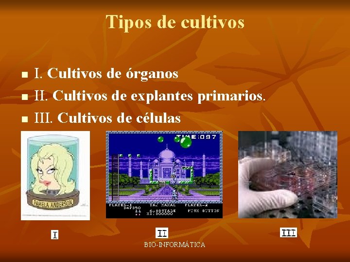 Tipos de cultivos n n n I. Cultivos de órganos II. Cultivos de explantes