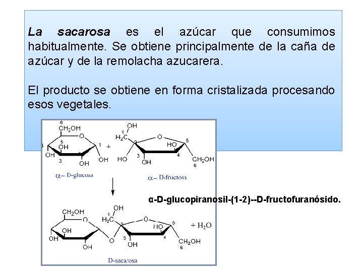 La sacarosa es el azúcar que consumimos habitualmente. Se obtiene principalmente de la caña
