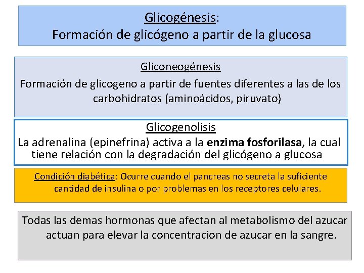 Glicogénesis: Formación de glicógeno a partir de la glucosa Gliconeogénesis Formación de glicogeno a