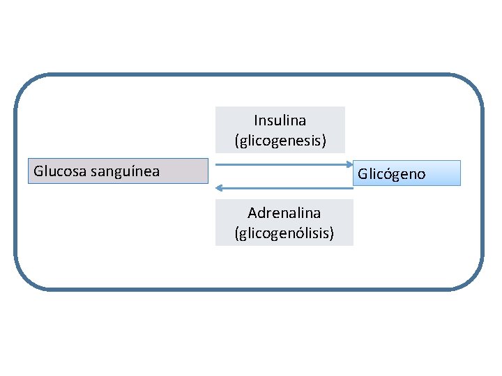 Insulina (glicogenesis) Glucosa sanguínea Glicógeno Adrenalina (glicogenólisis) 