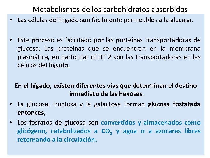 Metabolismos de los carbohidratos absorbidos • Las células del hígado son fácilmente permeables a
