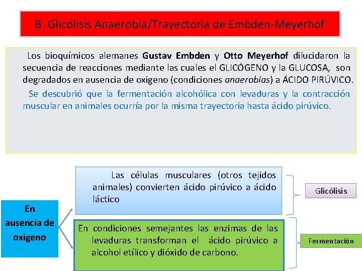 B. Glicólisis Anaerobia/Trayectoria de Embden-Meyerhof Los bioquímicos alemanes Gustav Embden y Otto Meyerhof dilucidaron