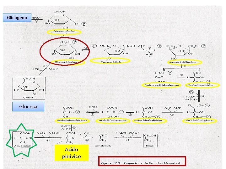 Glicógeno Glucosa Acido pirúvico 