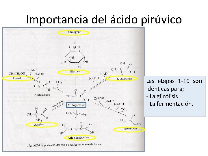 Importancia del ácido pirúvico Las etapas 1 -10 son idénticas para; - La glicólisis