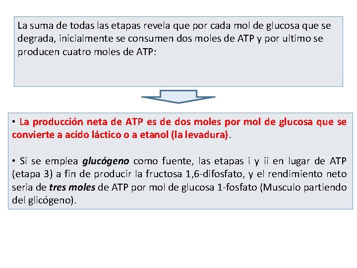 La suma de todas las etapas revela que por cada mol de glucosa que