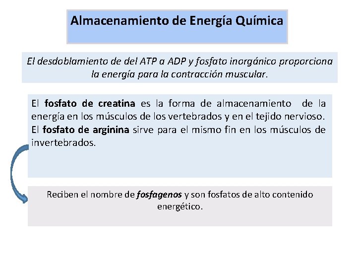 Almacenamiento de Energía Química El desdoblamiento de del ATP a ADP y fosfato inorgánico