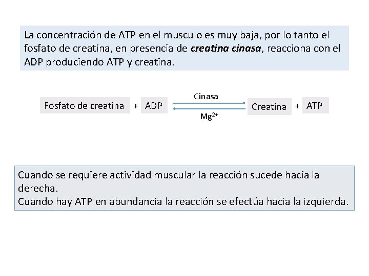 La concentración de ATP en el musculo es muy baja, por lo tanto el