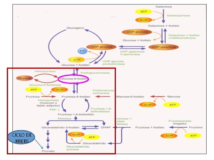 CICLO DE KREBS 