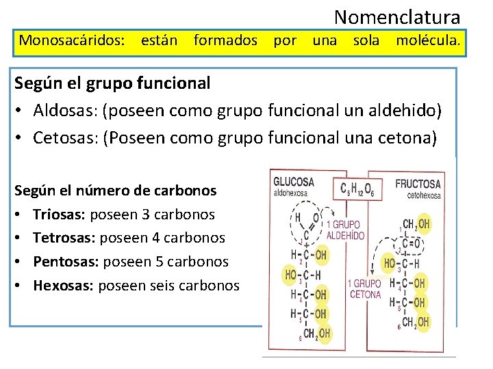 Nomenclatura Monosacáridos: están formados por una sola molécula. Según el grupo funcional • Aldosas: