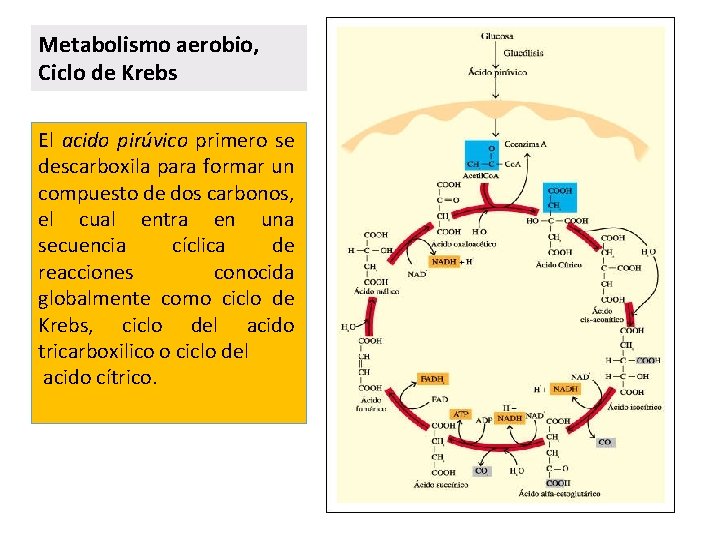 Metabolismo aerobio, Ciclo de Krebs El acido pirúvico primero se descarboxila para formar un