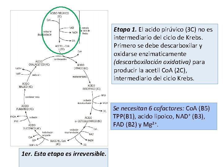 Etapa 1. El acido pirúvico (3 C) no es intermediario del ciclo de Krebs.