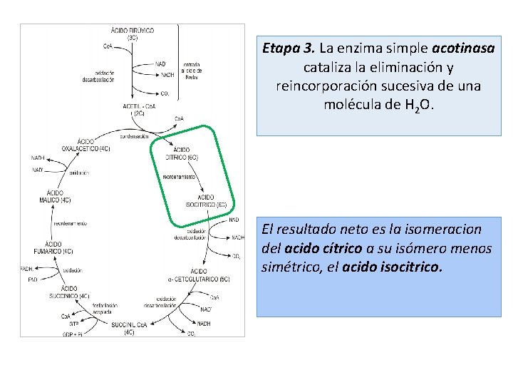 Etapa 3. La enzima simple acotinasa cataliza la eliminación y reincorporación sucesiva de una