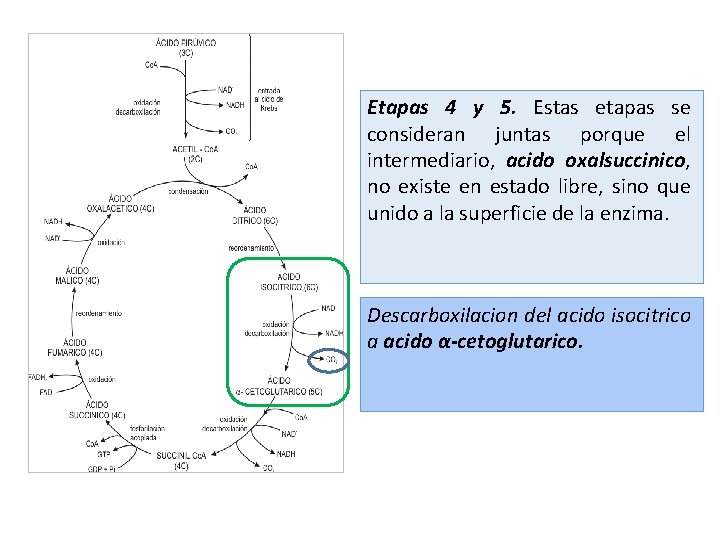 Etapas 4 y 5. Estas etapas se consideran juntas porque el intermediario, acido oxalsuccinico,