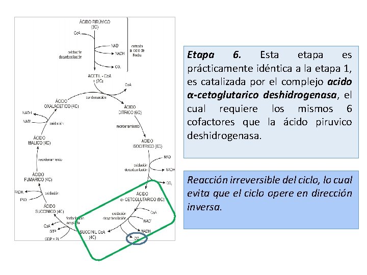 Etapa 6. Esta etapa es prácticamente idéntica a la etapa 1, es catalizada por