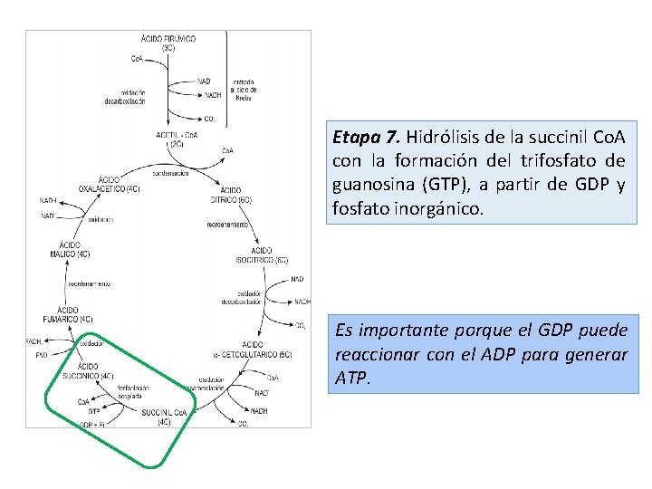 Etapa 7. Hidrólisis de la succinil Co. A con la formación del trifosfato de