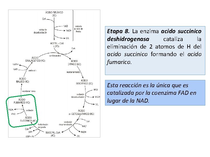 Etapa 8. La enzima acido succinico deshidrogenasa cataliza la eliminación de 2 atomos de