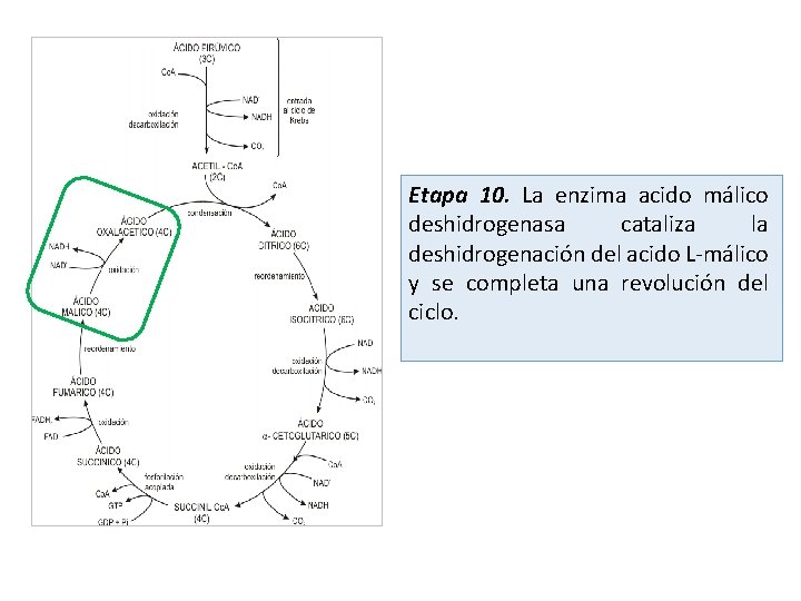 Etapa 10. La enzima acido málico deshidrogenasa cataliza la deshidrogenación del acido L-málico y