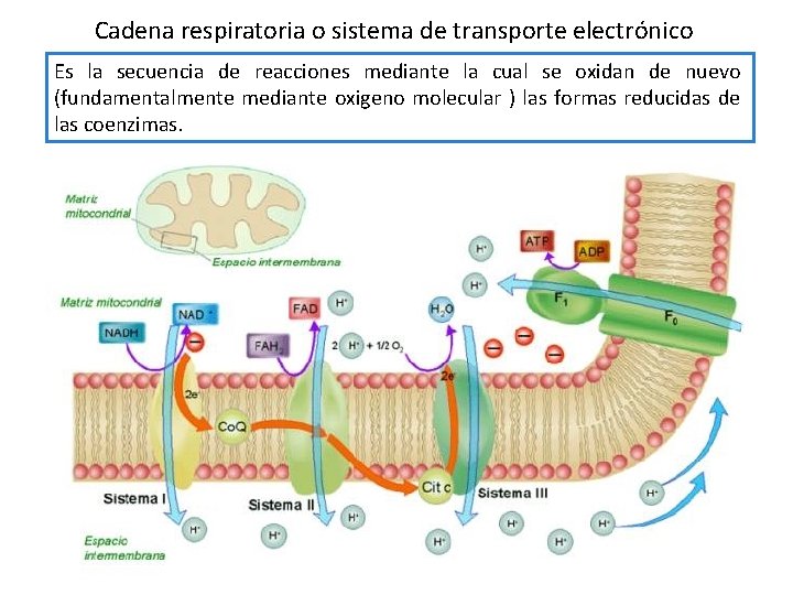 Cadena respiratoria o sistema de transporte electrónico Es la secuencia de reacciones mediante la