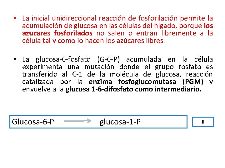  • La inicial unidireccional reacción de fosforilación permite la acumulación de glucosa en