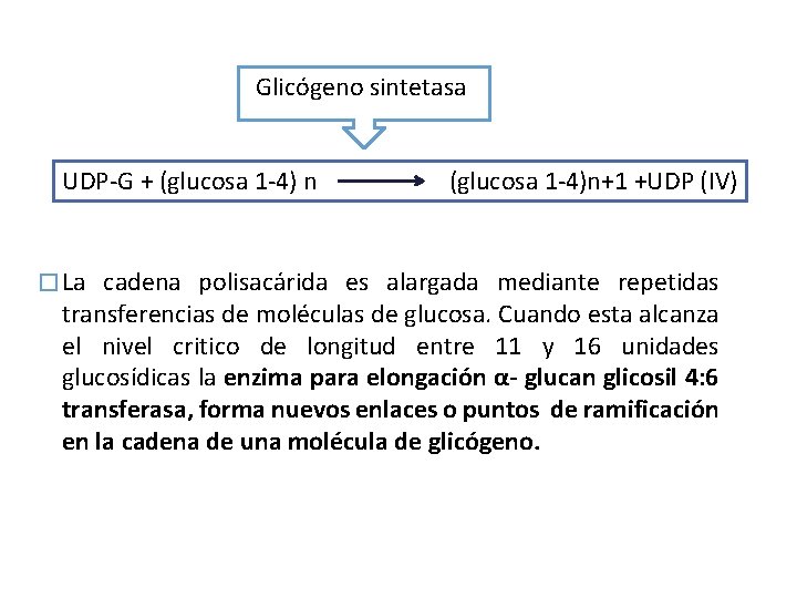 Glicógeno sintetasa UDP-G + (glucosa 1 -4) n (glucosa 1 -4)n+1 +UDP (IV) �