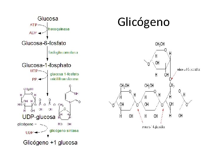 Glicógeno 