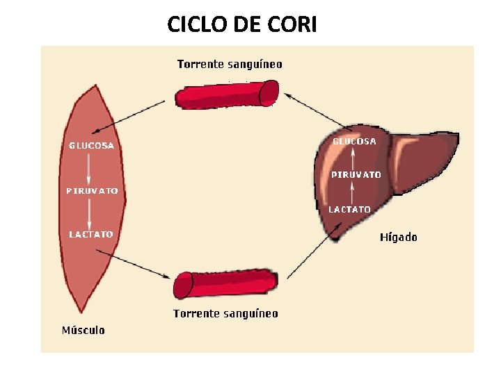 CICLO DE CORI 